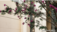 西及其房产市场不成轻忽